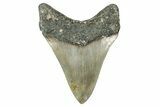 Fossil Megalodon Tooth - North Carolina #340876-1